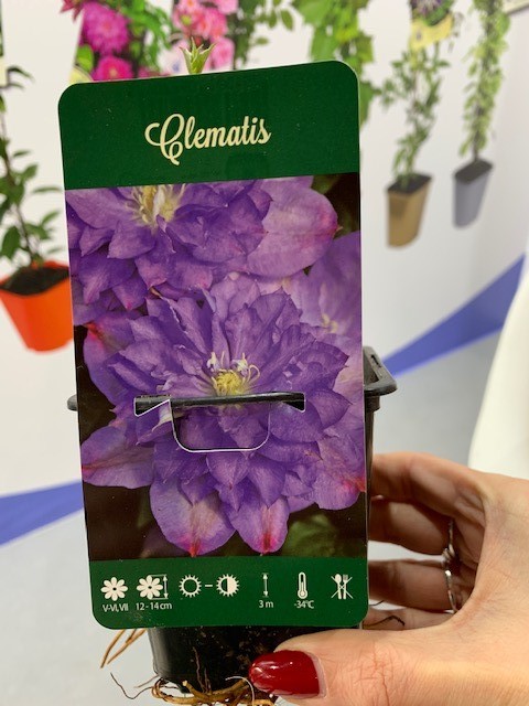 Клематис Микс фиолетовый